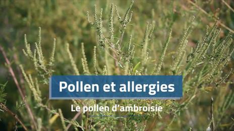 Allergies au pollen : l'ambroisie fait progressivement son apparition, et avec elle des symptômes allergiques plus sévères