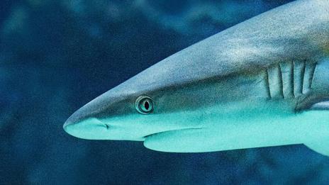 Un pêcheur expérimenté disparu en mer après une capture de requin