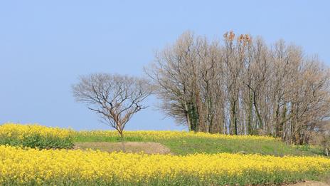 La semaine prochaine sera très agréable pour le début du printemps