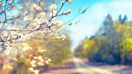 Printemps : jusqu'à 23°C en Alsace vendredi, fin de la douceur pour ce week-end