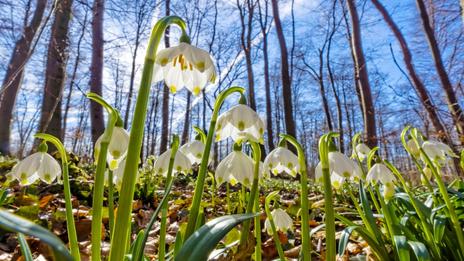 Les cinq signes de l'arrivée du printemps en France