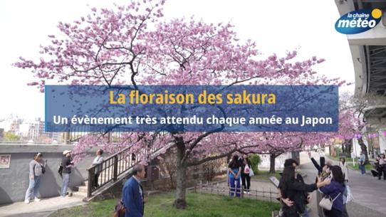 La saison des sakura a débuté au Japon