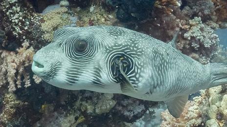 Poisson-ballon : une espèce toxique et invasive qui menace la Méditerranée