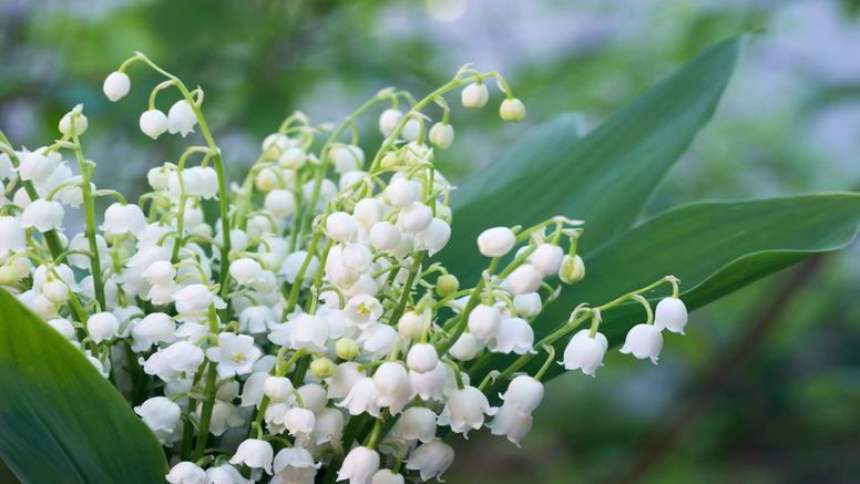 Le muguet sera-t-il au rendez-vous du 1er mai cette année ?