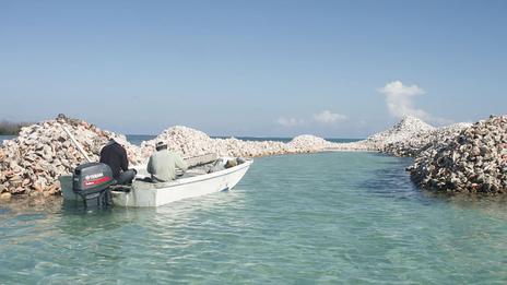 Cap sur l'île coquillages au coeur des Caraïbes