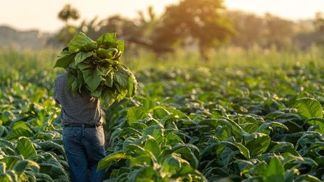 Le cigare, une institution en République Dominicaine