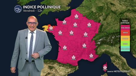 Bulletin pollinique jeudi 1er mai : attention aux pollens de chêne, bouleau et graminées
