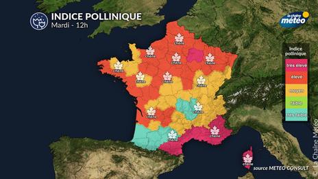 Bulletin pollinique mardi 6 mai :  risque allergique élevé au sud, plus modéré ailleurs grâce à une météo peu propice à la dispersion