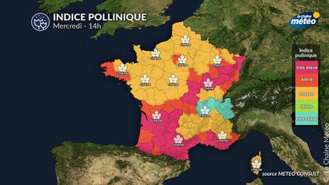 Bulletin pollinique mercredi 7 mai :  des pollens de chêne et graminées tenaces malgré une météo défavorable