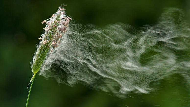 Pollens et allergies : les différents types de pollens