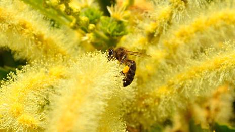 L'allergie au pollen de châtaignier
