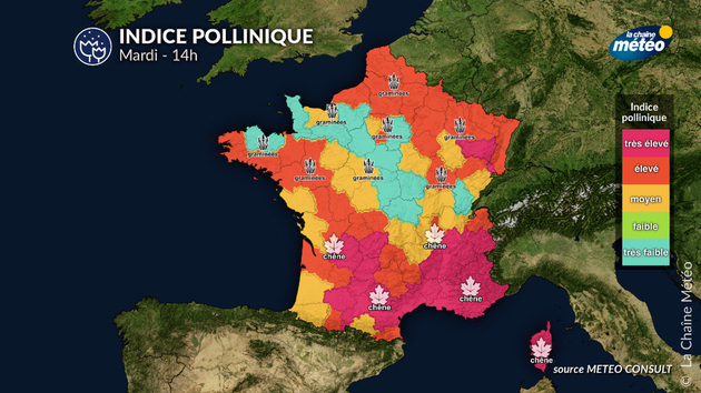 Pollens Et Allergies