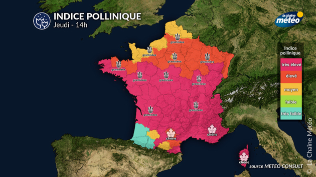 Pollens Et Allergies