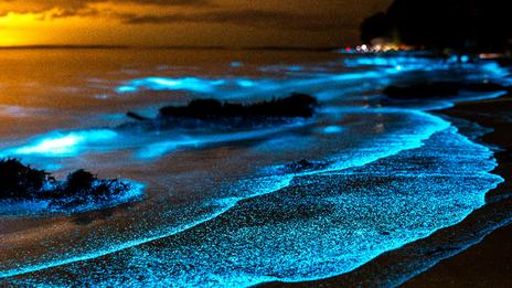Bioluminescence marine : où admirer ce phénomène incroyable ?