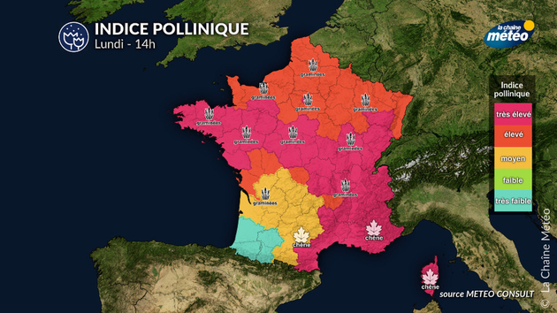 Pollens Et Allergies
