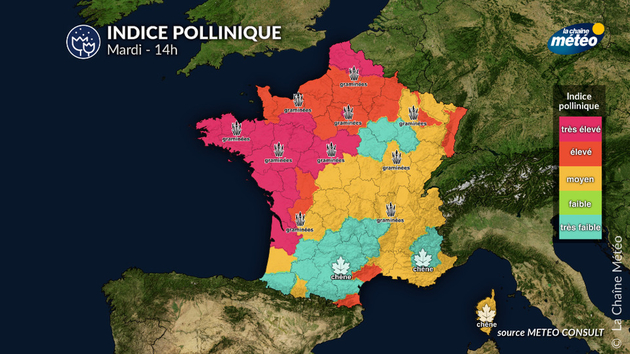 Pollens Et Allergies
