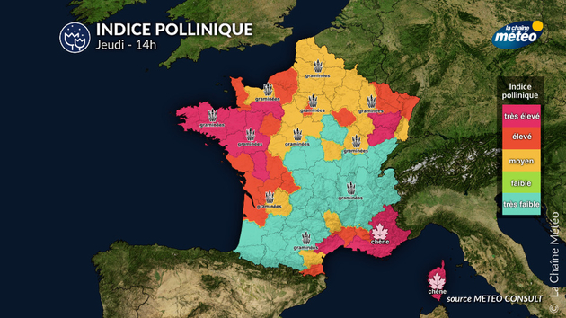 Pollens Et Allergies
