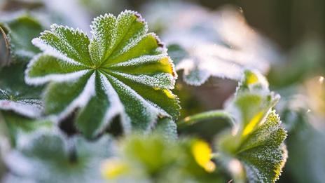 Risque de gelées blanches en fin de semaine à l’est : vigilance pour les cultures sensibles