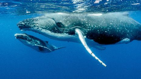 La pêche à la baleine dans le monde : état des lieux 2025