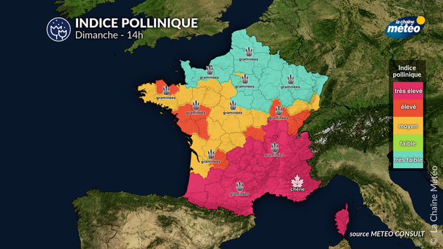 Pollens Et Allergies