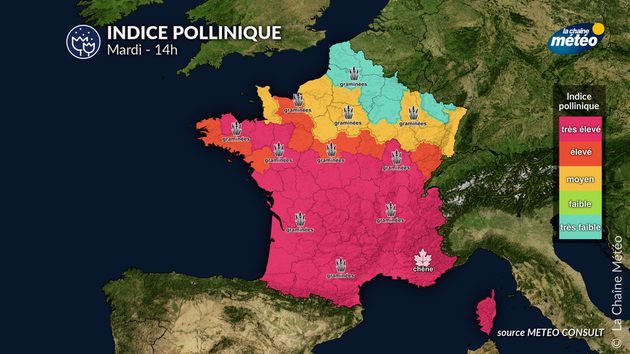 Pollens Et Allergies