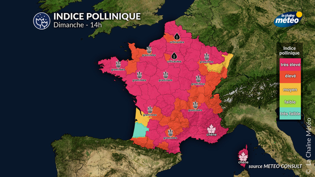 Pollens Et Allergies