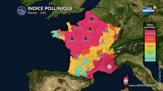 Pollens Et Allergies