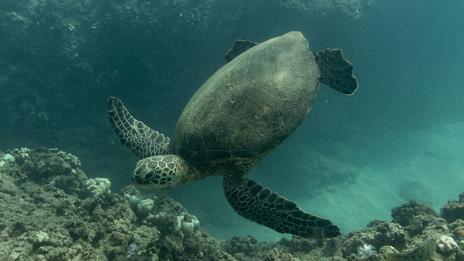 Philippines : les tortues olivâtres plus que jamais en danger
