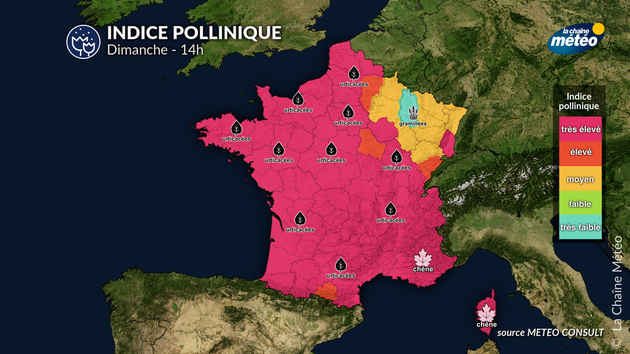 Pollens Et Allergies
