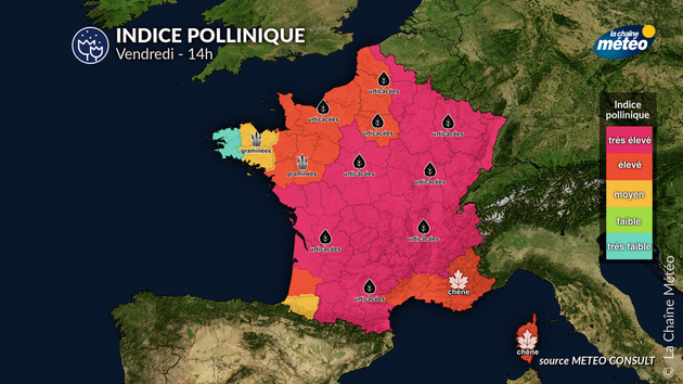 Pollens Et Allergies