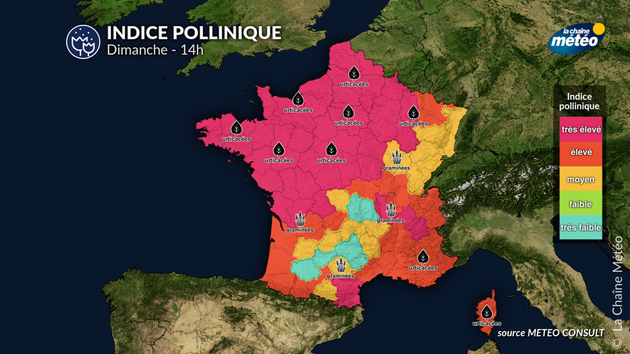 Pollens Et Allergies