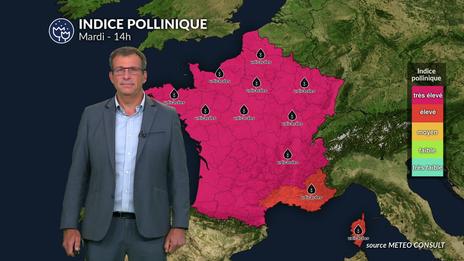 Bulletin allergo-pollinique du mardi 17 juin : les pollens s'envolent sous la chaleur