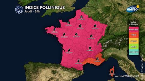 Bulletin allergo-pollinique du jeudi 19 juin : les graminées restent les pollens les plus préoccupants du moment