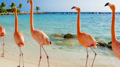 Nager au milieu des flamants roses