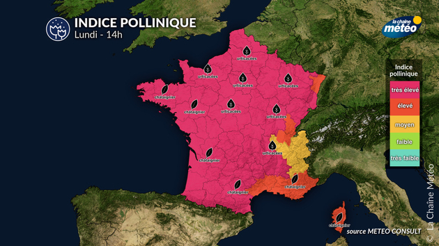 Pollens Et Allergies