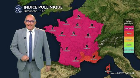 Bulletin allergo-pollinique du dimanche 22 juin : chaleur, graminées et urticacées en embuscade