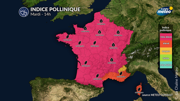 Pollens Et Allergies