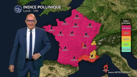 Bulletin allergo-pollinique du lundi 30 juin : canicule et pollens : une combinaison explosive pour les allergiques ce lundi