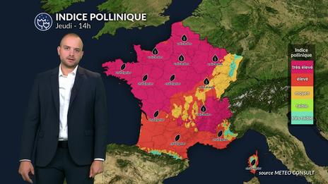 Bulletin allergo-pollinique du jeudi 3 juillet : des concentrations encore élevées malgré la baisse des températures