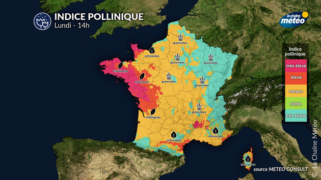 Pollens Et Allergies