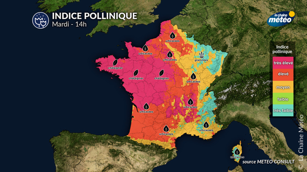 Pollens Et Allergies