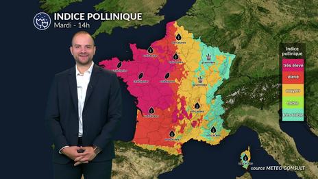 Bulletin allergo-pollinique du mardi 8 juillet :