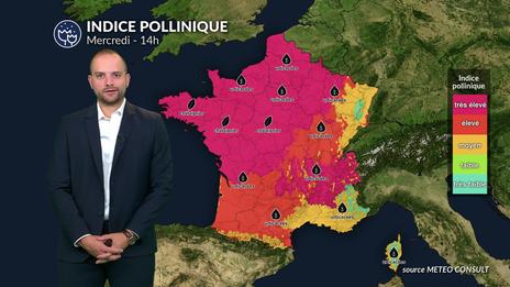 Bulletin allergo-pollinique du mercredi 9 juillet