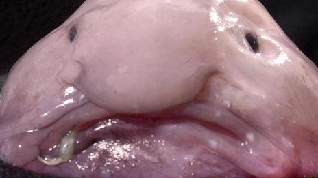 Les créatures les plus… moches des profondeurs