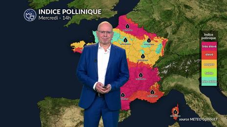 Bulletin allergo-pollinique pour ce mercredi 16 juillet : un répit relatif au nord