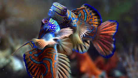 Les plus belles espèces marines à découvrir sous l’eau