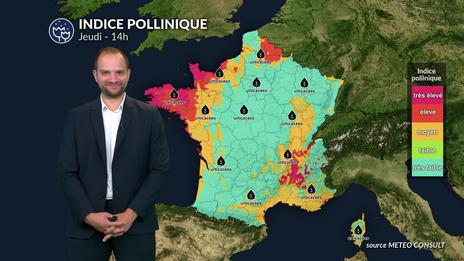 Bulletin allergo-pollinique du jeudi 23 juillet : répit pluvieux pour les allergiques