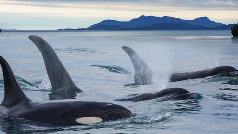 Des orques attaquent un voilier : un phénomène qui gagne du terrain