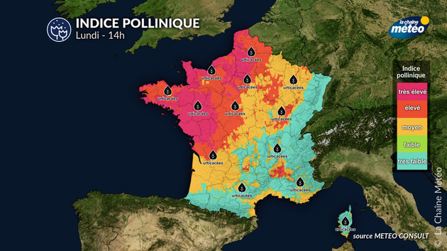 Pollens Et Allergies