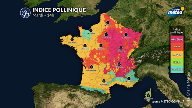 Pollens Et Allergies